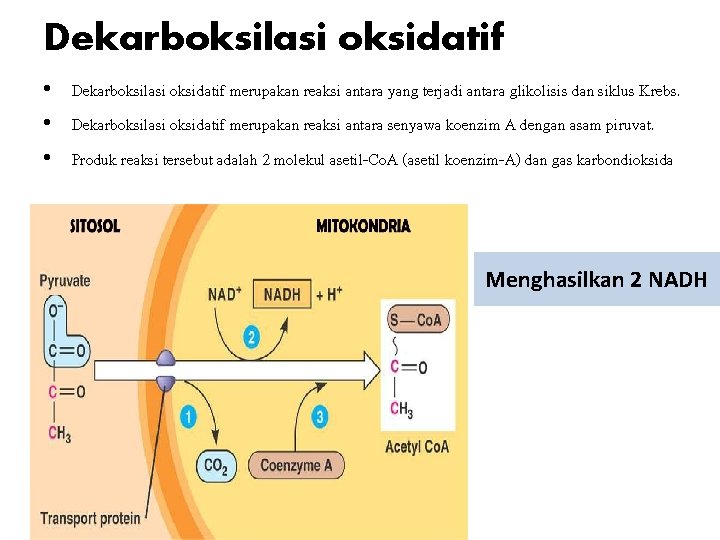 Dekarboksilasi oksidatif • Dekarboksilasi oksidatif merupakan reaksi antara yang terjadi antara glikolisis dan siklus