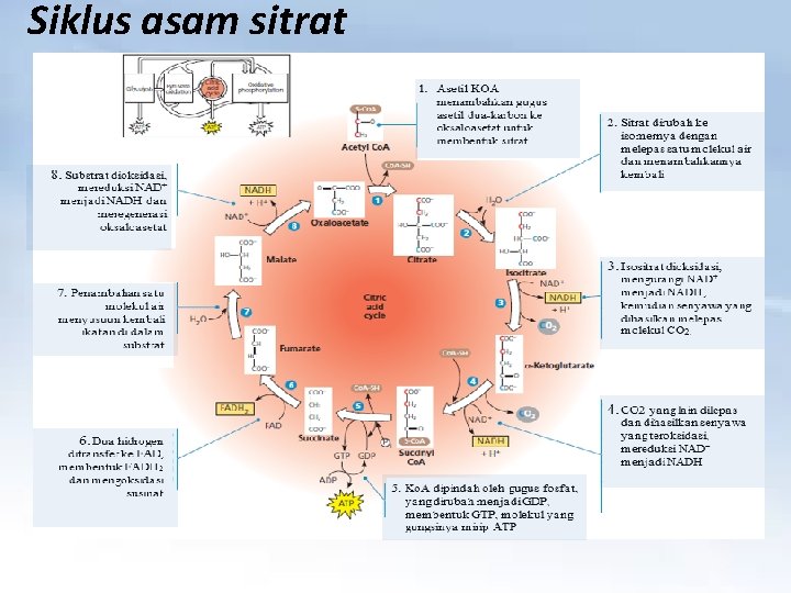 Siklus asam sitrat 