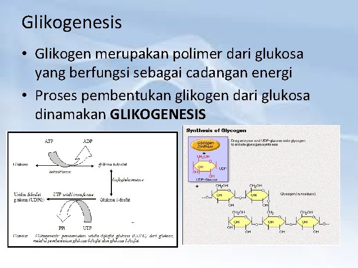 Glikogenesis • Glikogen merupakan polimer dari glukosa yang berfungsi sebagai cadangan energi • Proses