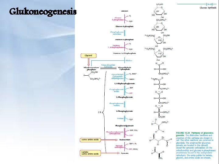 Glukoneogenesis 