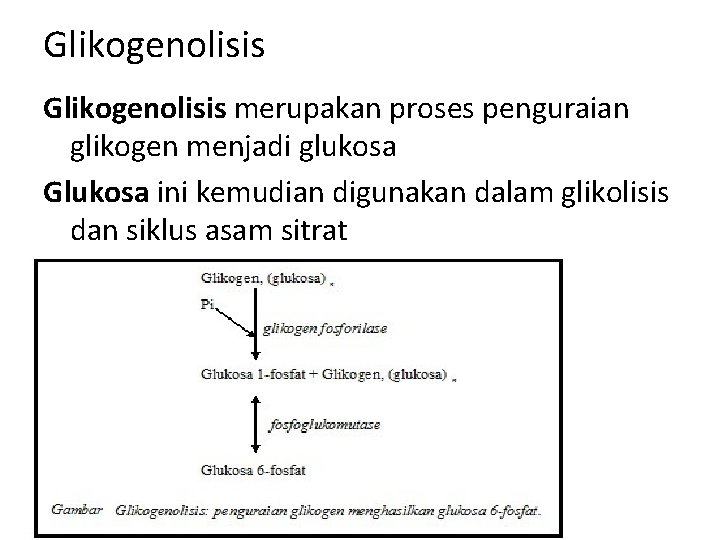 Glikogenolisis merupakan proses penguraian glikogen menjadi glukosa Glukosa ini kemudian digunakan dalam glikolisis dan