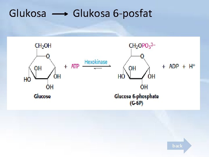 Glukosa 6 -posfat back 