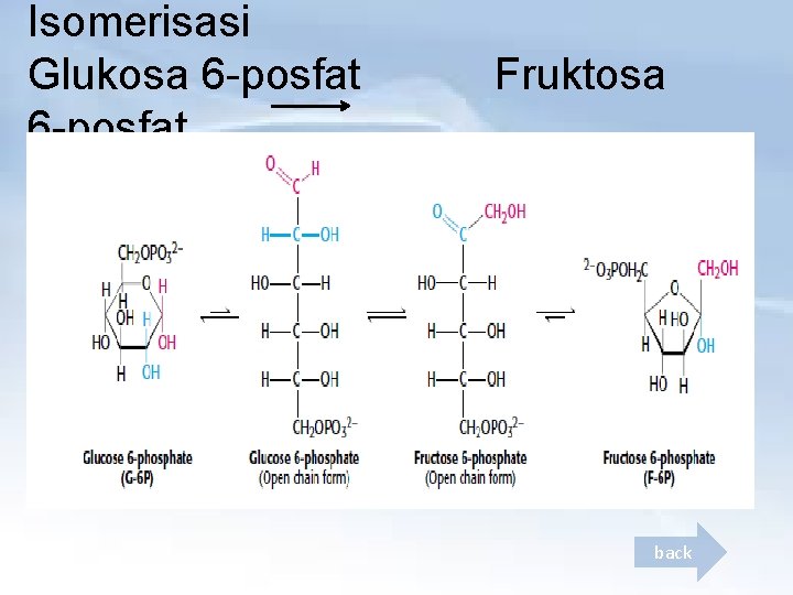 Isomerisasi Glukosa 6 -posfat Fruktosa back 