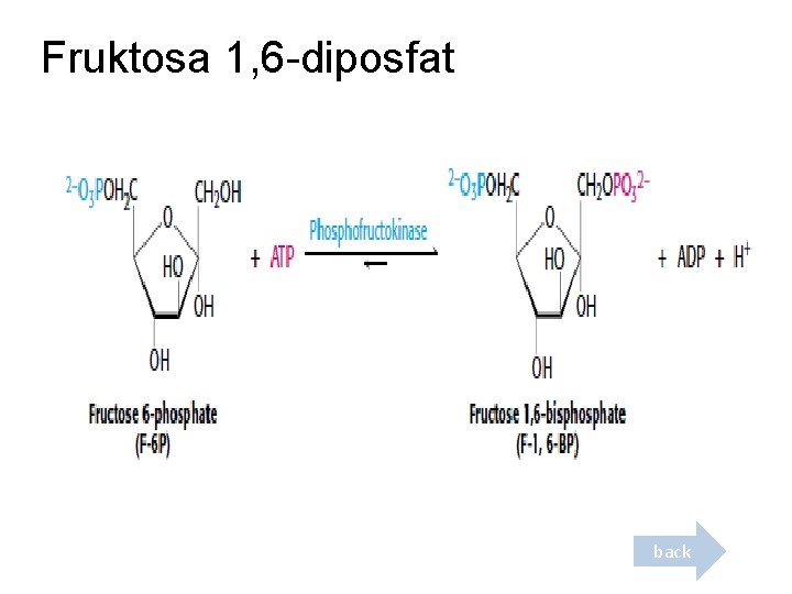 Fruktosa 1, 6 -diposfat back 