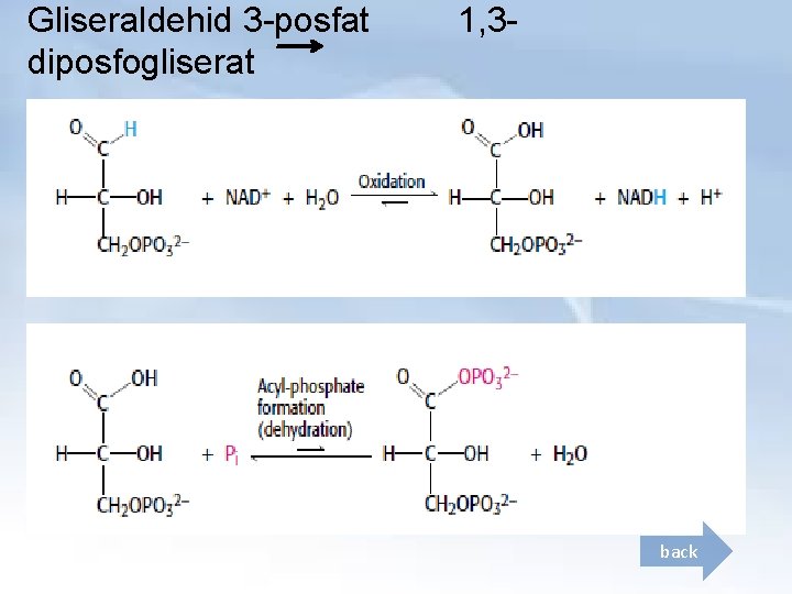 Gliseraldehid 3 -posfat diposfogliserat 1, 3 - back 