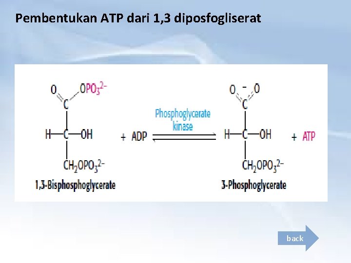 Pembentukan ATP dari 1, 3 diposfogliserat back 