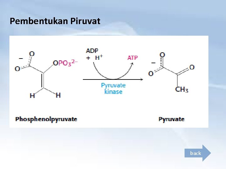 Pembentukan Piruvat back 