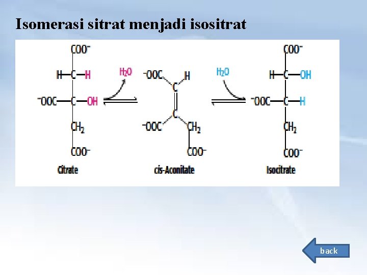 Isomerasi sitrat menjadi isositrat back 