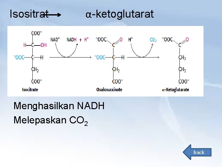 Isositrat α-ketoglutarat Menghasilkan NADH Melepaskan CO 2 back 