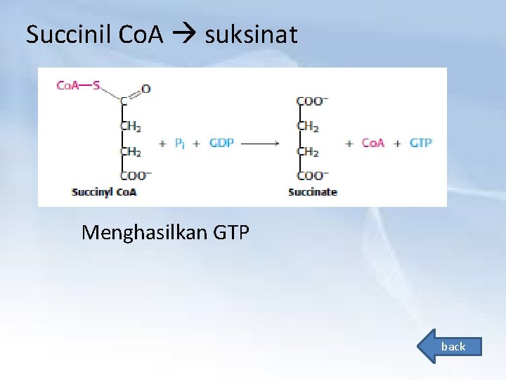 Succinil Co. A suksinat Menghasilkan GTP back 