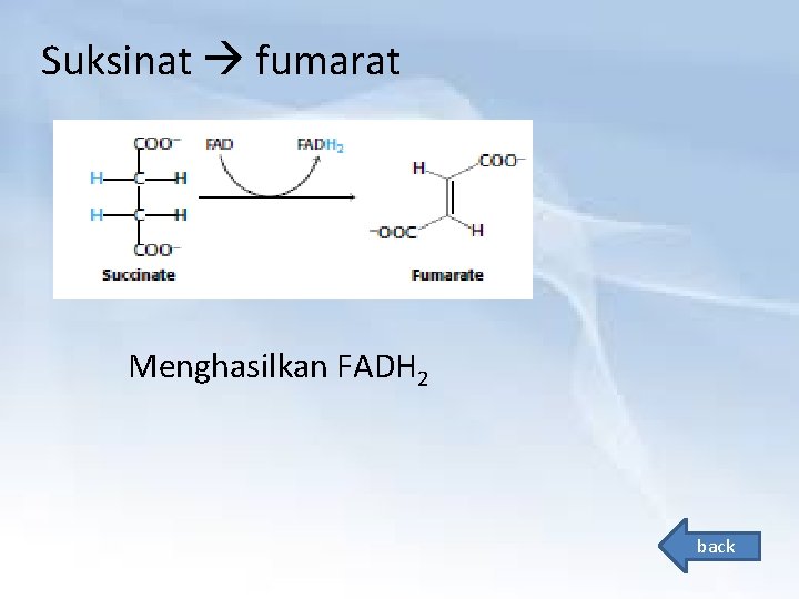 Suksinat fumarat Menghasilkan FADH 2 back 