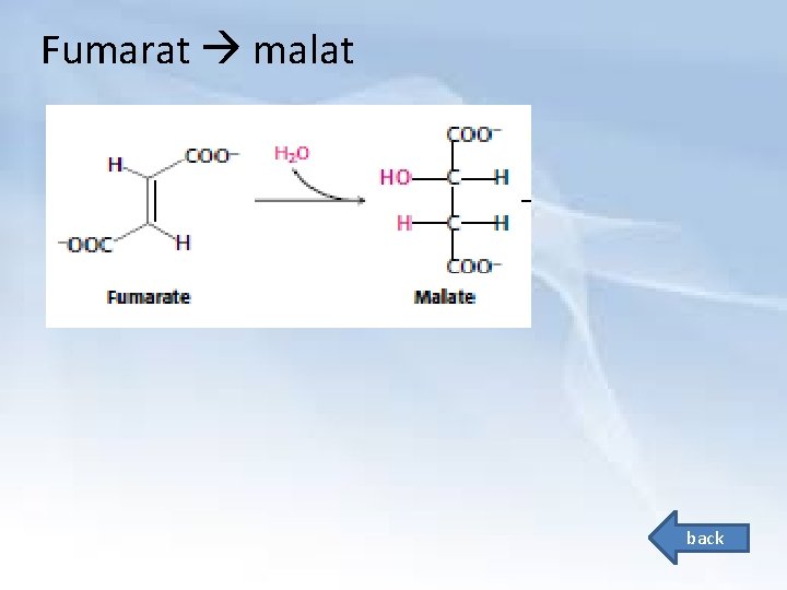 Fumarat malat back 