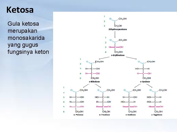 Ketosa Gula ketosa merupakan monosakarida yang gugus fungsinya keton 