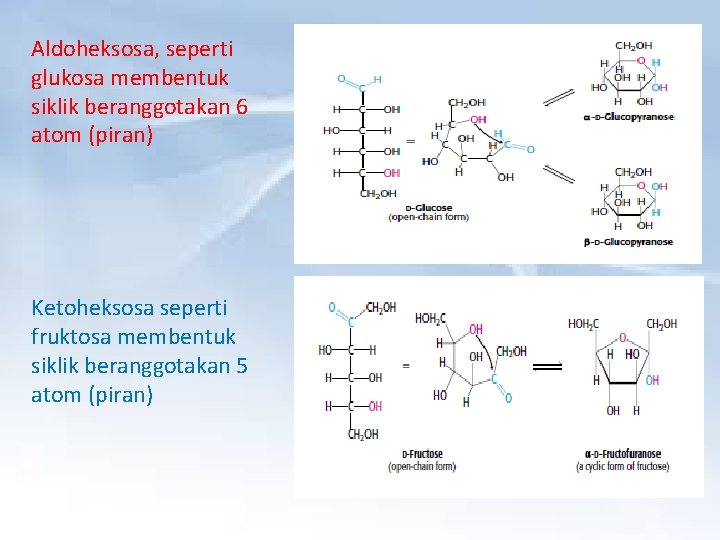 Aldoheksosa, seperti glukosa membentuk siklik beranggotakan 6 atom (piran) Ketoheksosa seperti fruktosa membentuk siklik