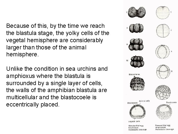 Because of this, by the time we reach the blastula stage, the yolky cells