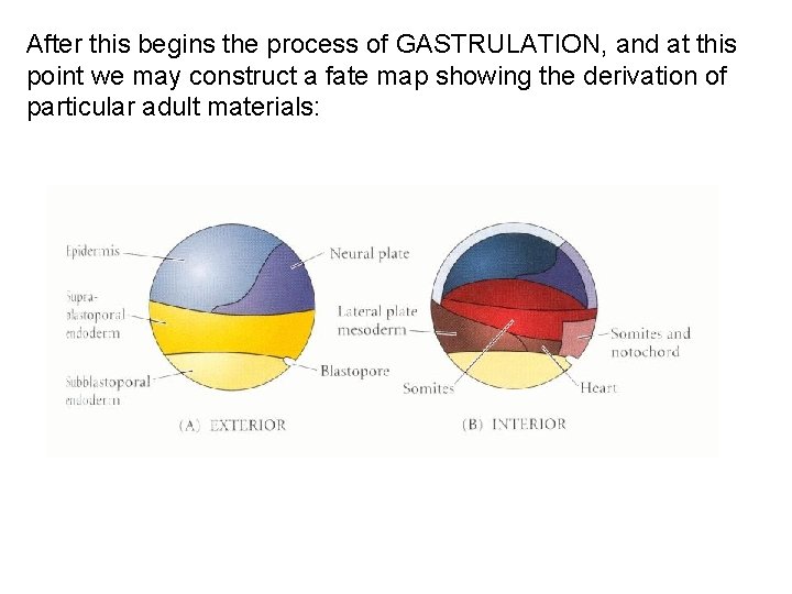 After this begins the process of GASTRULATION, and at this point we may construct