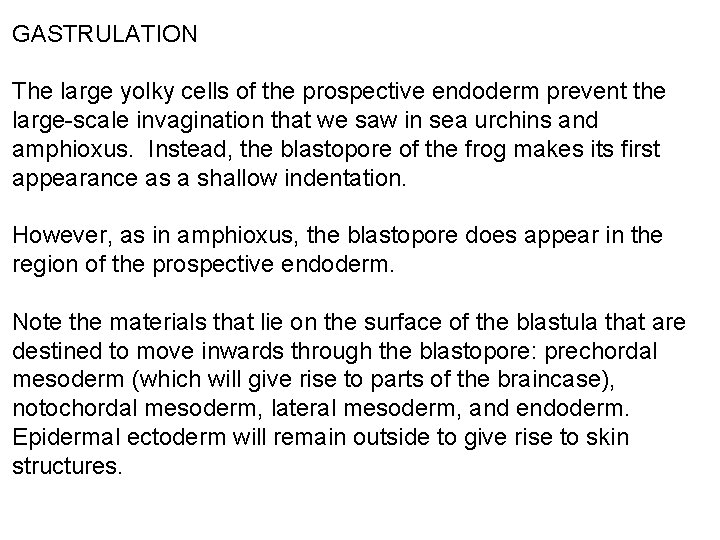 GASTRULATION The large yolky cells of the prospective endoderm prevent the large-scale invagination that