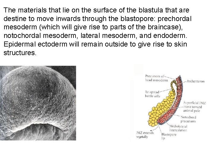 The materials that lie on the surface of the blastula that are destine to