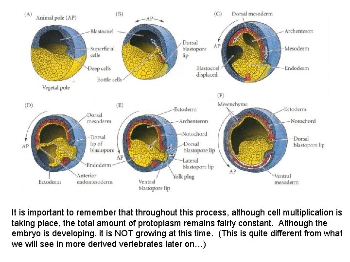 It is important to remember that throughout this process, although cell multiplication is taking