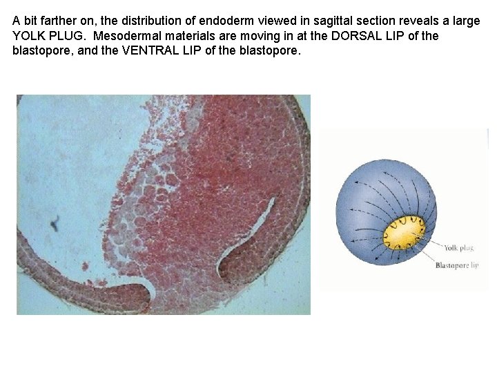 A bit farther on, the distribution of endoderm viewed in sagittal section reveals a