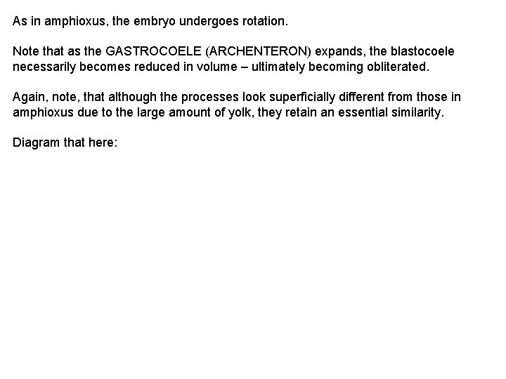 As in amphioxus, the embryo undergoes rotation. Note that as the GASTROCOELE (ARCHENTERON) expands,