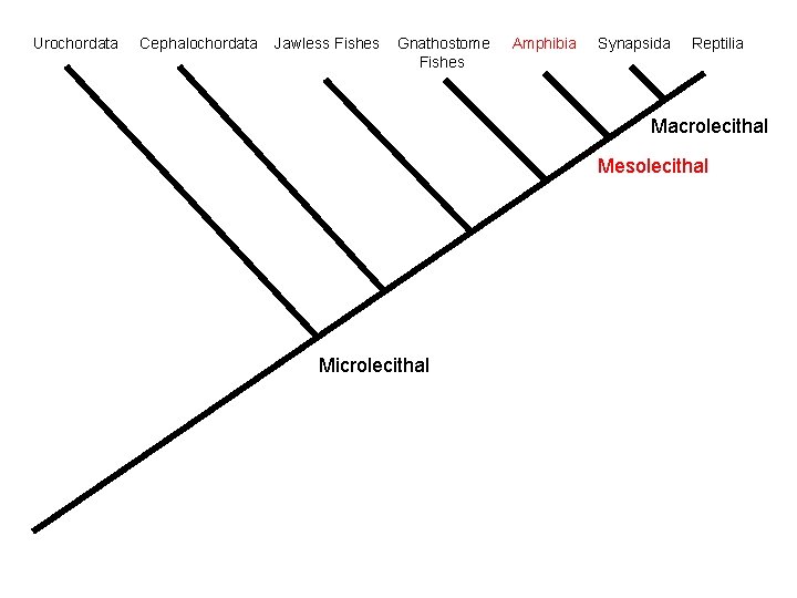 Urochordata Cephalochordata Jawless Fishes Gnathostome Fishes Amphibia Synapsida Reptilia Macrolecithal Mesolecithal Microlecithal 