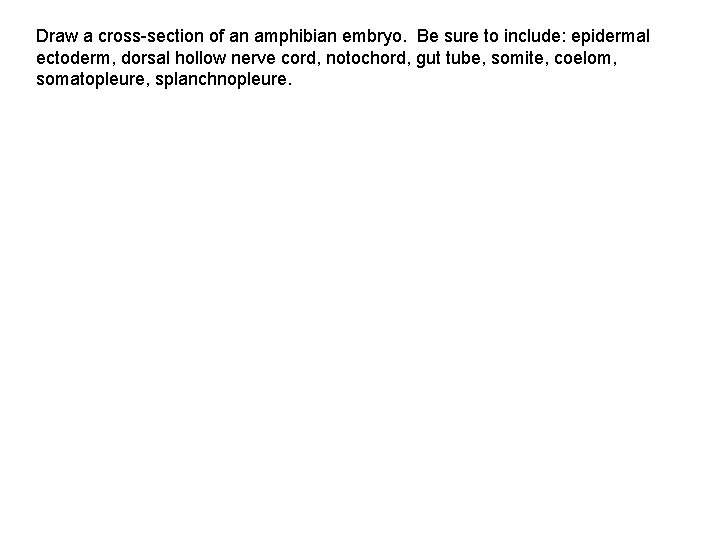 Draw a cross-section of an amphibian embryo. Be sure to include: epidermal ectoderm, dorsal