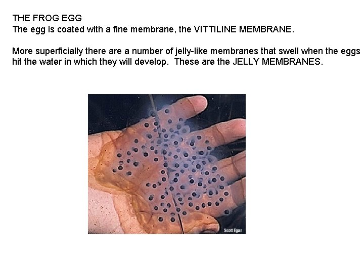 THE FROG EGG The egg is coated with a fine membrane, the VITTILINE MEMBRANE.