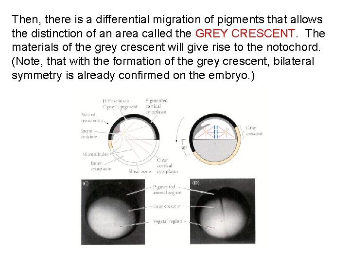 Then, there is a differential migration of pigments that allows the distinction of an