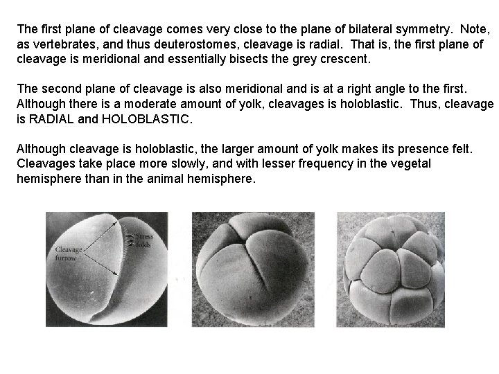 The first plane of cleavage comes very close to the plane of bilateral symmetry.