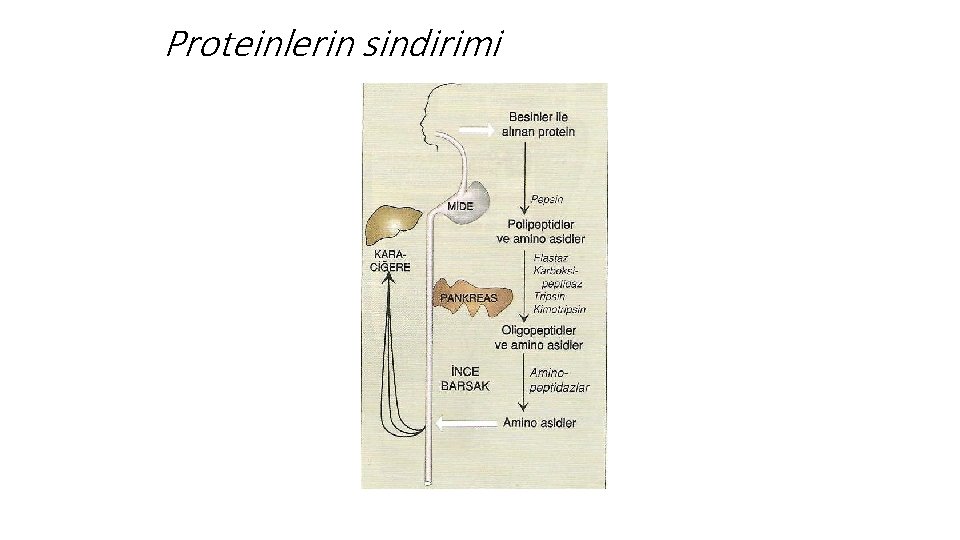 Proteinlerin sindirimi 