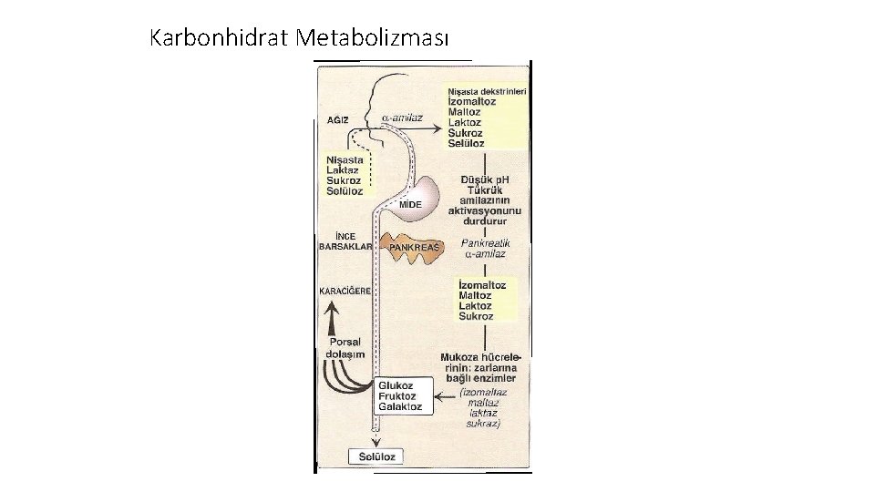 Karbonhidrat Metabolizması 