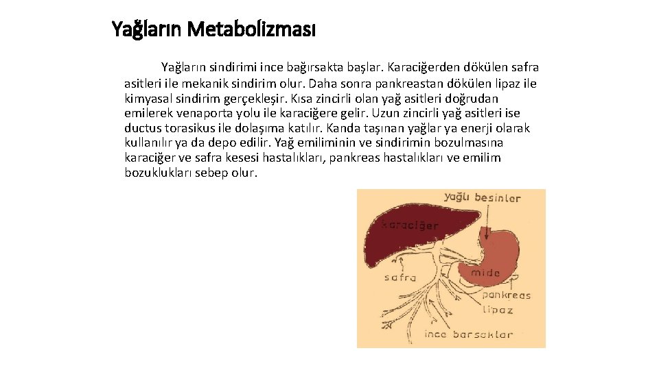 Yağların Metabolizması Yağların sindirimi ince bağırsakta başlar. Karaciğerden dökülen safra asitleri ile mekanik sindirim