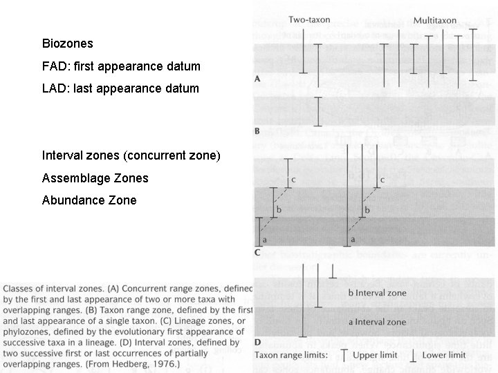 Biozones FAD: first appearance datum LAD: last appearance datum Interval zones (concurrent zone) Assemblage