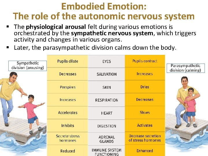 Embodied Emotion: The role of the autonomic nervous system § The physiological arousal felt