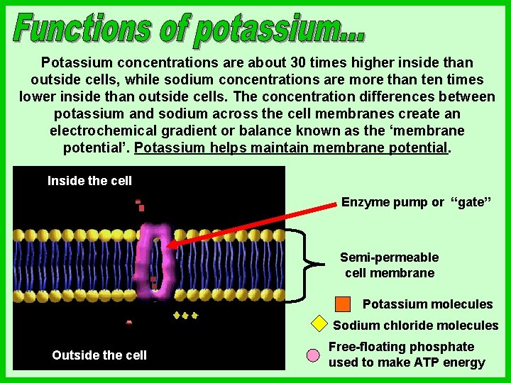 Potassium concentrations are about 30 times higher inside than outside cells, while sodium concentrations