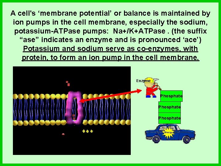 A cell's ‘membrane potential’ or balance is maintained by ion pumps in the cell