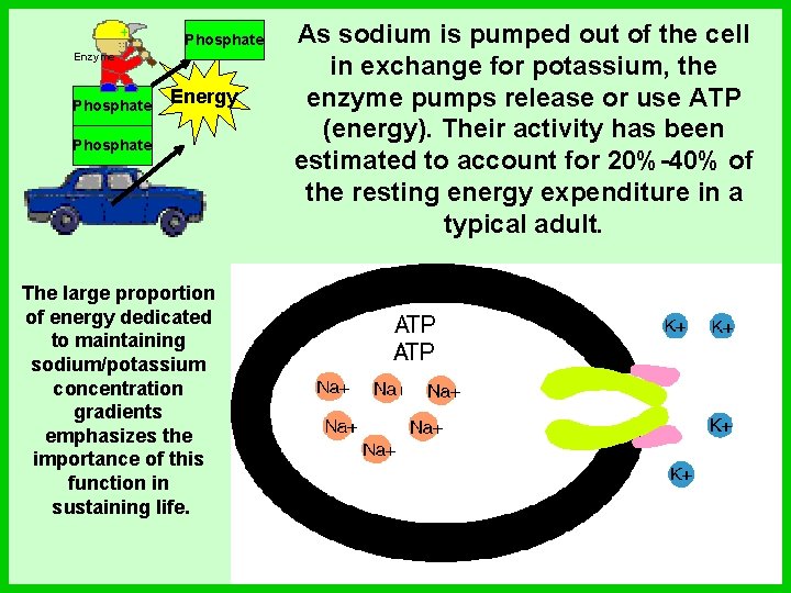Phosphate Enzyme Phosphate Energy Phosphate The large proportion of energy dedicated to maintaining sodium/potassium