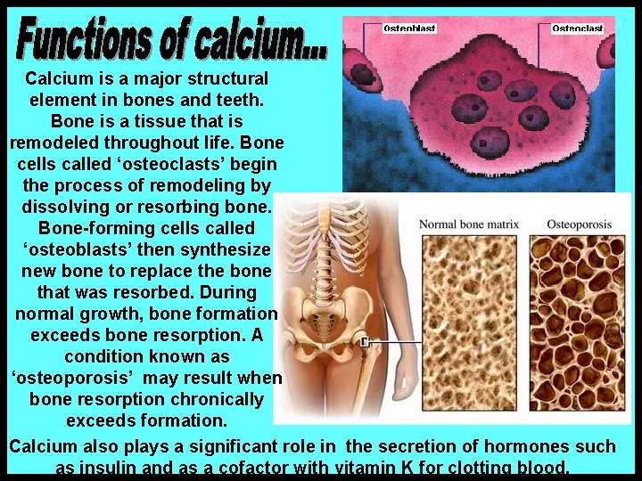 Calcium is a major structural element in bones and teeth. Bone is a tissue