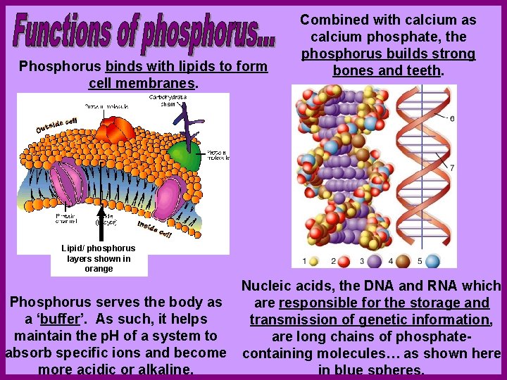Phosphorus binds with lipids to form cell membranes. Combined with calcium as calcium phosphate,
