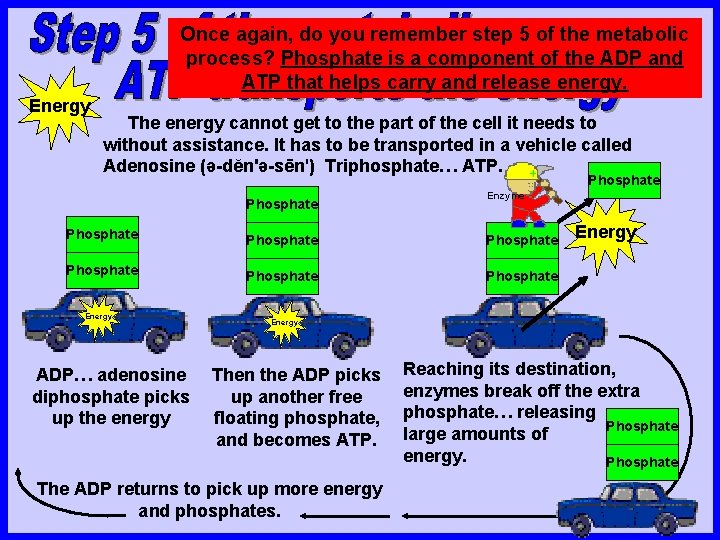 Once again, do you remember step 5 of the metabolic process? Phosphate is a