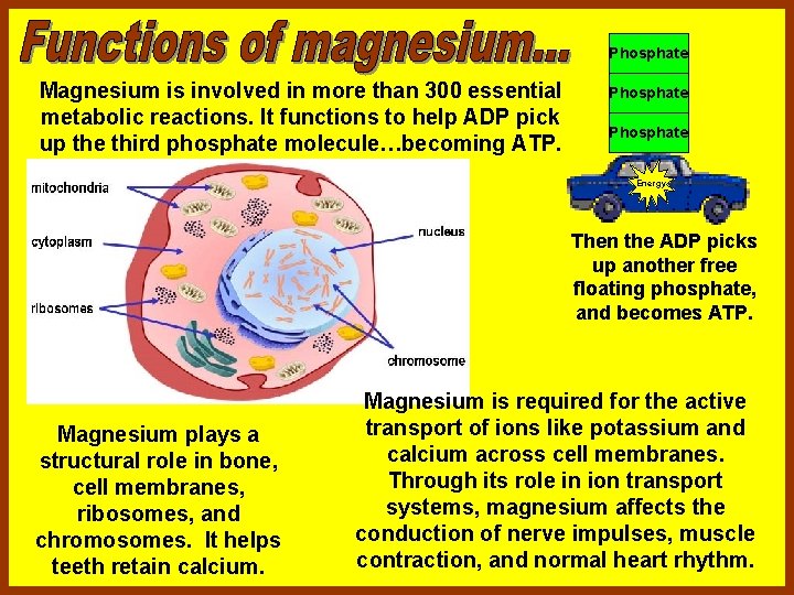 Phosphate Magnesium is involved in more than 300 essential metabolic reactions. It functions to