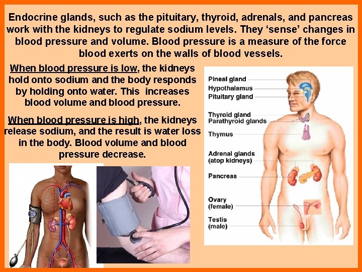 Endocrine glands, such as the pituitary, thyroid, adrenals, and pancreas work with the kidneys