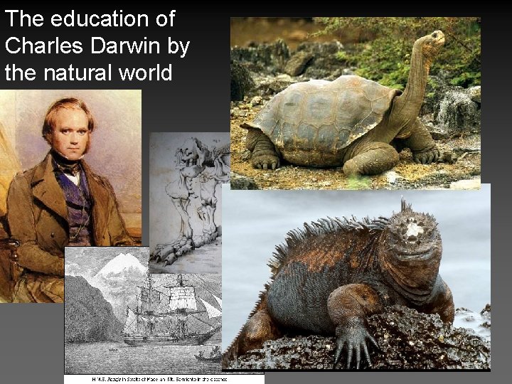 The education of Charles Darwin by the natural world 