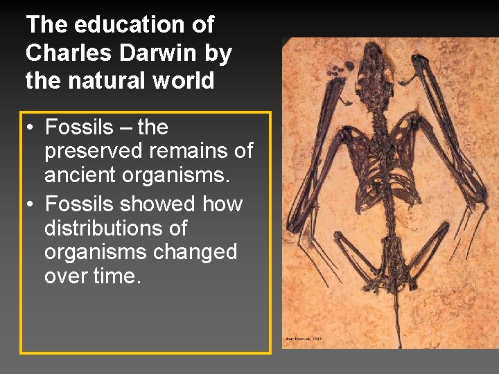 The education of Charles Darwin by the natural world • Fossils – the preserved