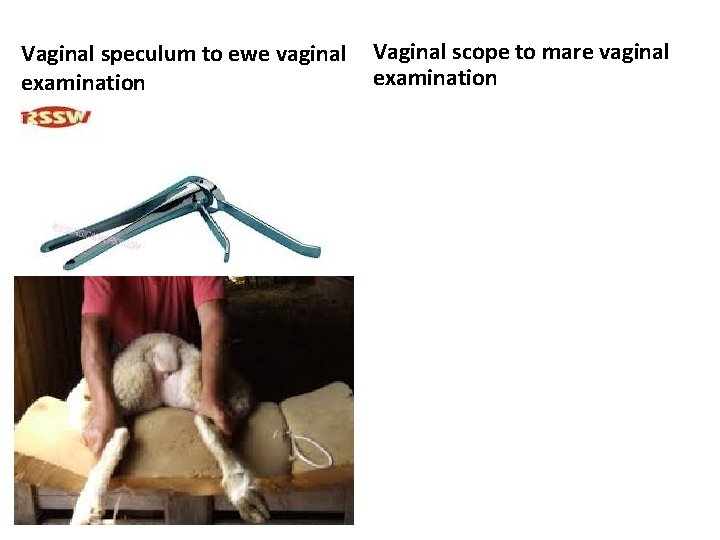 Vaginal speculum to ewe vaginal examination Vaginal scope to mare vaginal examination 