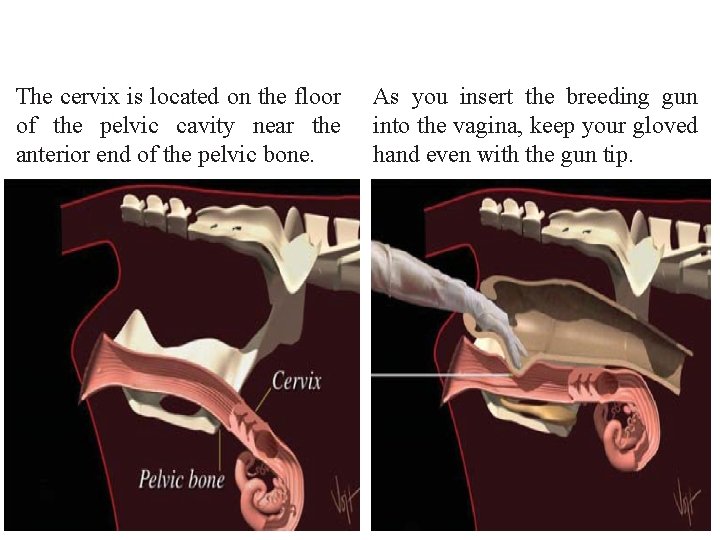 The cervix is located on the floor of the pelvic cavity near the anterior