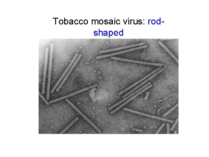 Tobacco mosaic virus: rodshaped 