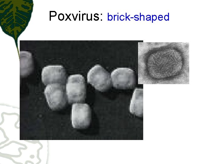 Poxvirus: brick-shaped 
