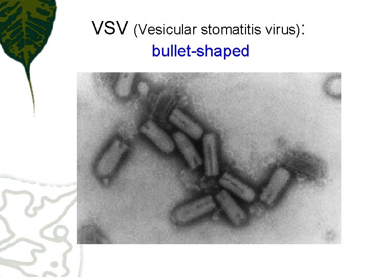 VSV (Vesicular stomatitis virus): bullet-shaped 